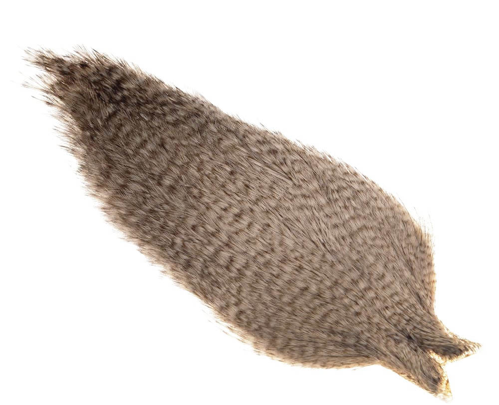 Coq   Leon Cape Grizzly Pardo